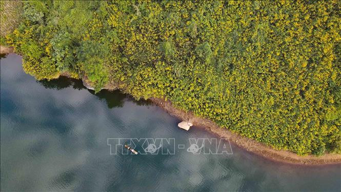 Hoa dã quỳ tạo nên bức tranh thiên nhiên đầy màu sắc.