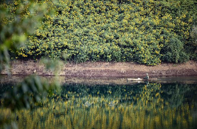 Hoa dã quỳ soi bóng bên hồ.