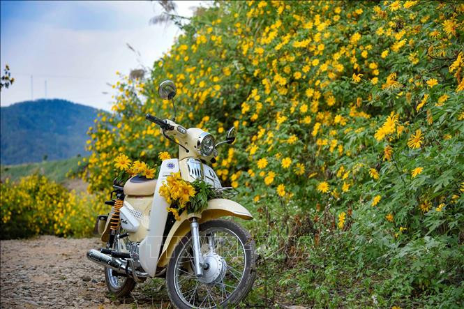 Khung cảnh thơ mộng của hoa dã quỳ.