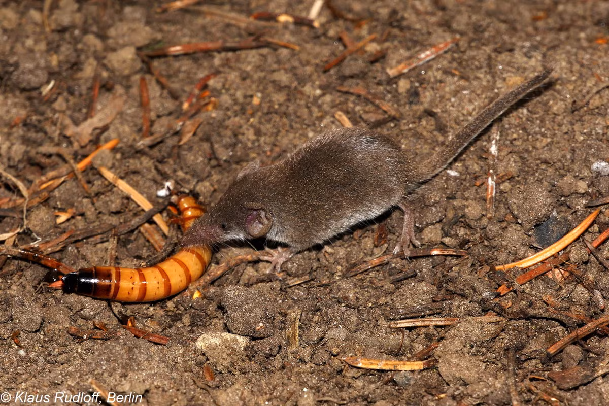 Chuột chù nhỏ (Suncus etruscus) dài 3,5-5 cm, phân bố ở Nam Âu, Trung Đông và có các dạng họ hàng gần ở châu Á. Đây là một trong những loài thú nhỏ nhất còn tồn tại trên thế giới, với khối lượng cơ thể chỉ 2 gram. Ảnh: BioLib.