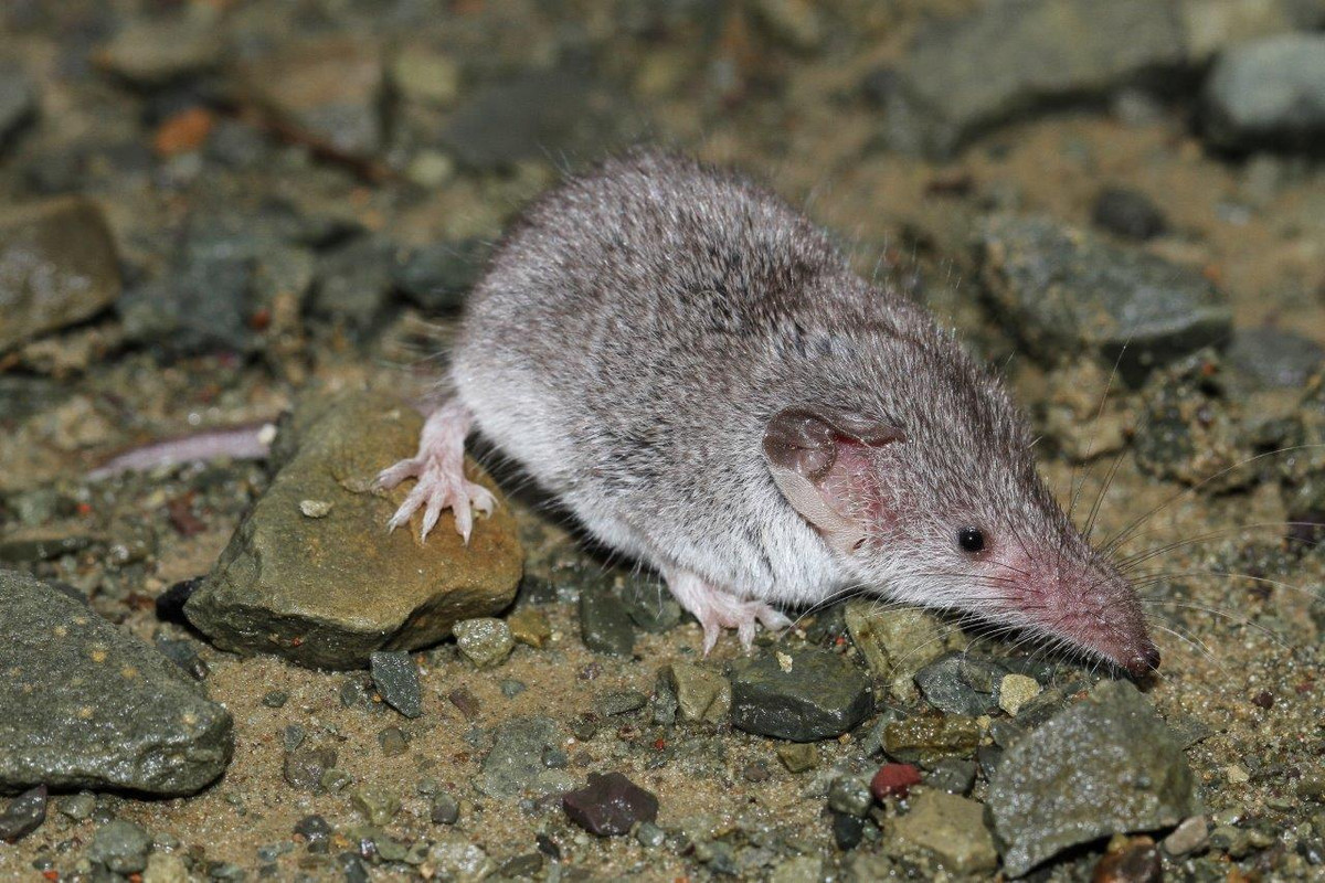 Chuột chù xạ xám đỏ (Crocidura cyanea) dài 6-8 cm, sống trong các khu rừng miền Nam châu Phi. Các cá thể đực của loài chuột chù này dùng mùi xạ mạnh để đánh dấu lãnh thổ. Ảnh: Cliff and Suretha Dorse.