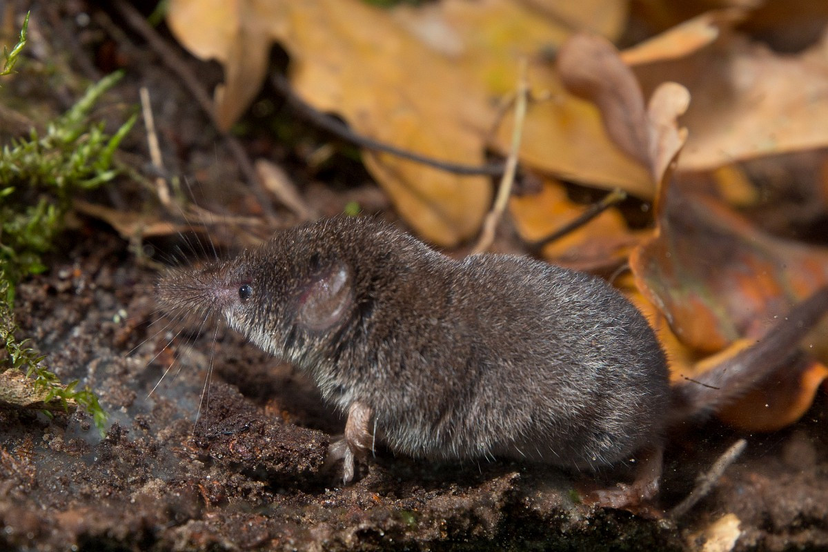 Chuột chù nhỏ đuôi dài (Sorex minutus) dài 5-6 cm, phân bố ở châu Âu, Nga và Trung Á. Loài chuột chù này được nhận dạng nhờ cái đuôi dài và rậm lông. Ảnh: Saxifraga.