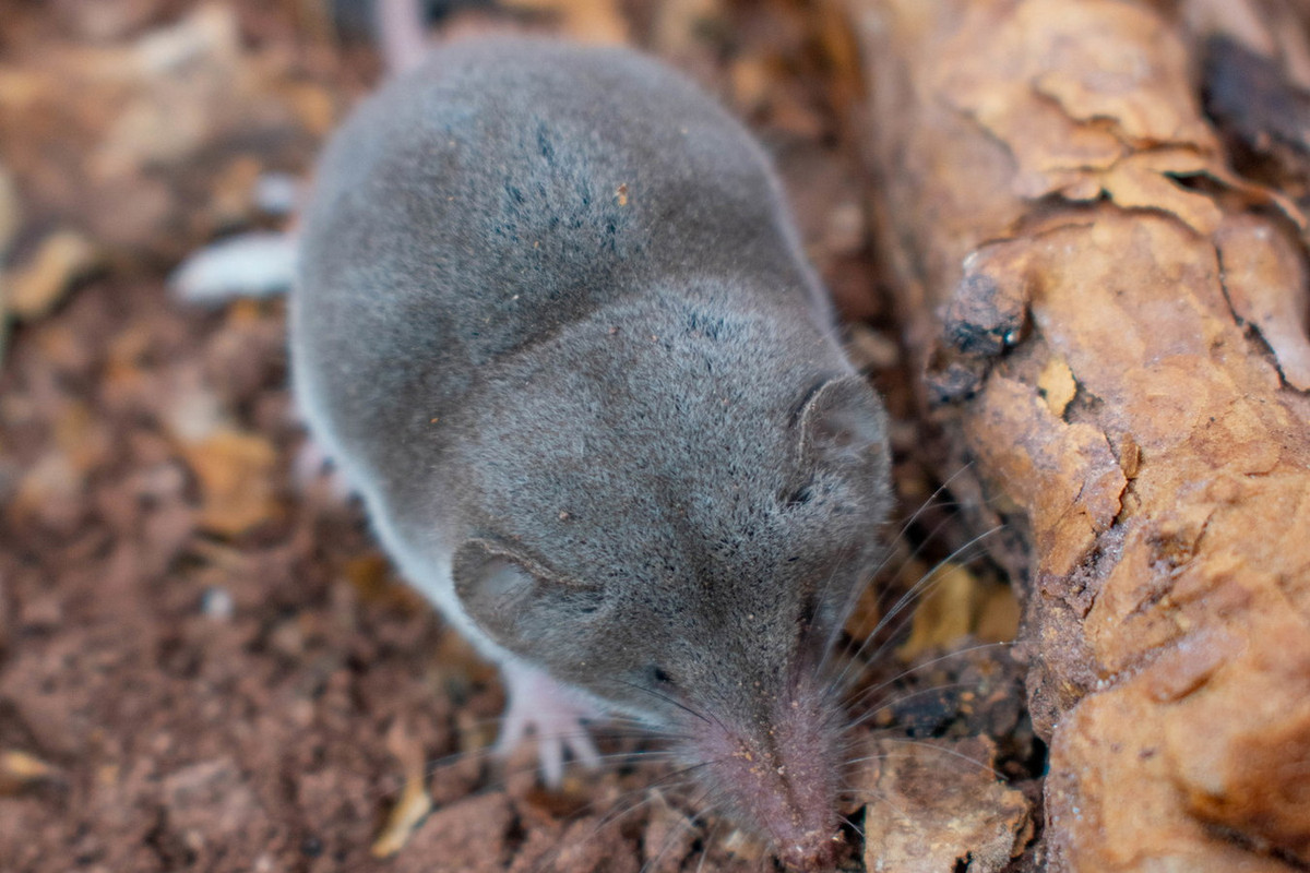 Chuột chù xám hoang mạc (Notiosorex crawfordi) dài 4-5 cm, phân bố ở các vùng khô hạn của Bắc Mỹ. Loài chuột chù này có thể tồn tại mà không cần nước. Để hạn chế tiêu hao nước, chúng cô đặc nước tiểu của mình lại. Ảnh: iNaturalist.