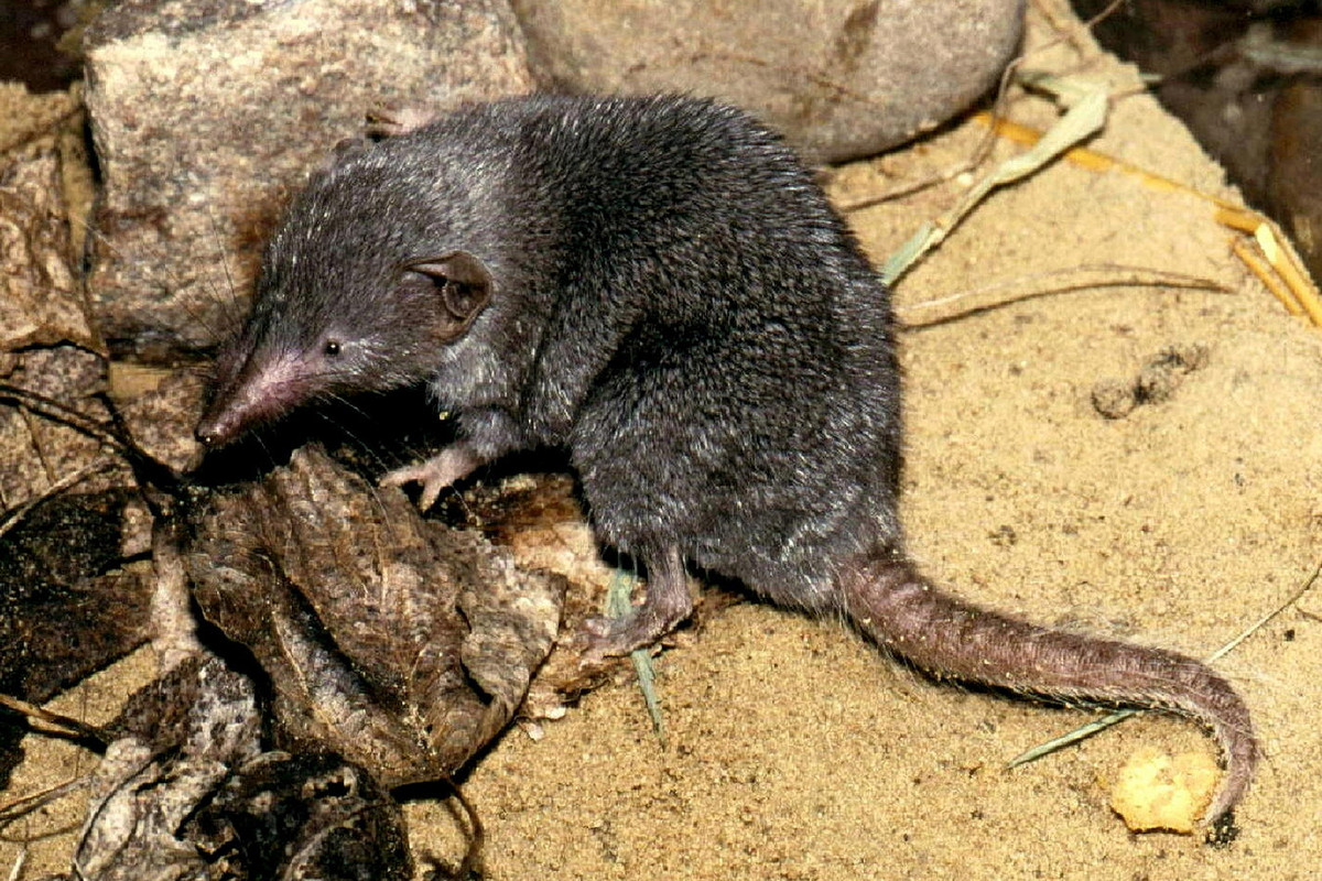  Chuột chù nhà (Suncus murinus) dài 8-10 cm, là động vật bản địa Nam Á và Đông Nam Á nhưng đã xâm nhập vào nhiều vùng khác ở châu Á và châu Phi. Loài chuột chù này có bộ lông màu xám đồng màu. Chúng thích nghi tốt và thường gắn liền với nơi ở của con người. Ảnh: BioLib.