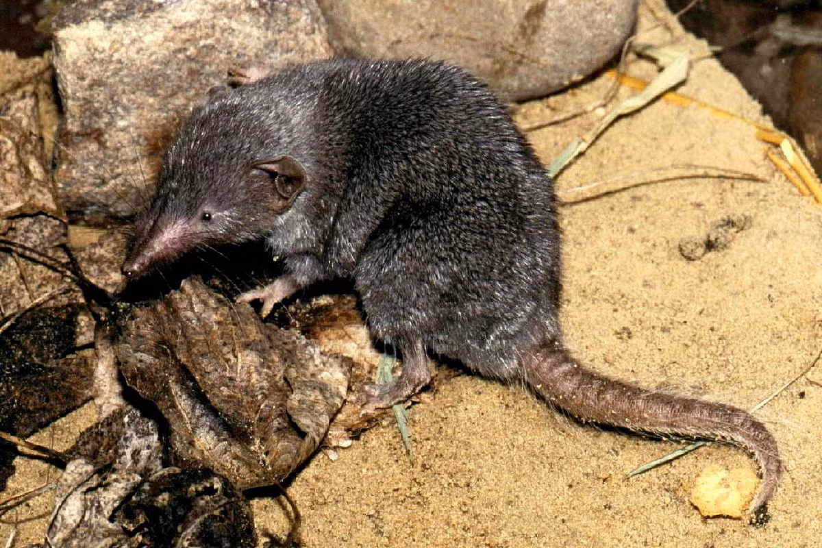  Chuột chù nhà (Suncus murinus) dài 8-10 cm, là động vật bản địa Nam Á và Đông Nam Á nhưng đã xâm nhập vào nhiều vùng khác ở châu Á và châu Phi. Loài chuột chù này có bộ lông màu xám đồng màu. Chúng thích nghi tốt và thường gắn liền với nơi ở của con người. Ảnh: BioLib.