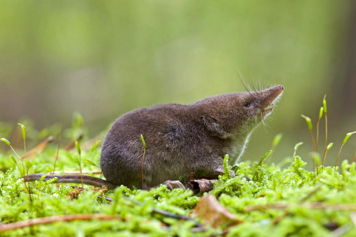 Chuột chù Bắc Âu (Sorex araneus) dài 5,5-8 cm, là loài chuột chù phổ biến nhất Bắc Âu. Chúng hoạt động cả ngày lẫn đêm suốt bốn mùa để kiếm thức ăn. Ảnh: Sci.news.
