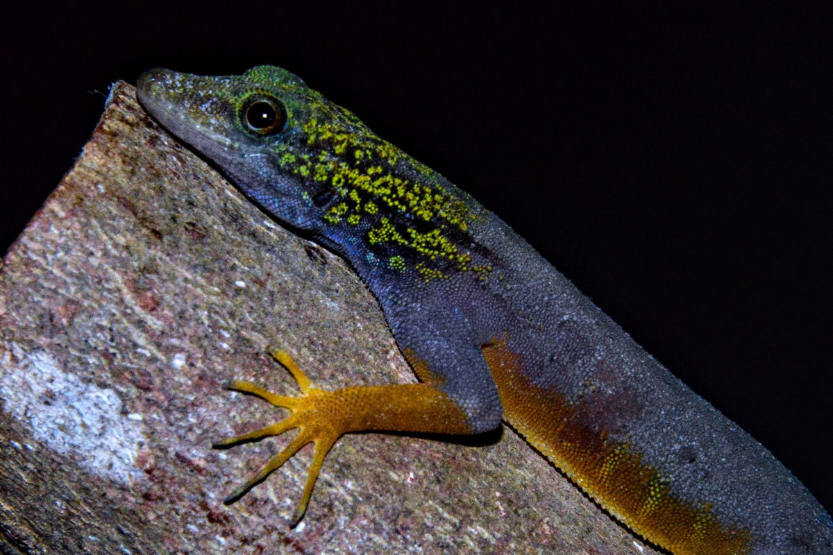 Trong nỗ lực bảo tồn tắc kè đuôi vàng, một dự án nhân giống đã được khởi xướng tại Trạm Hòn Mê trên đảo Hòn Khoai vào năm 2014 với sự hỗ trợ của Vườn thú Cologne của Đức. Ảnh: Petr Nečas.