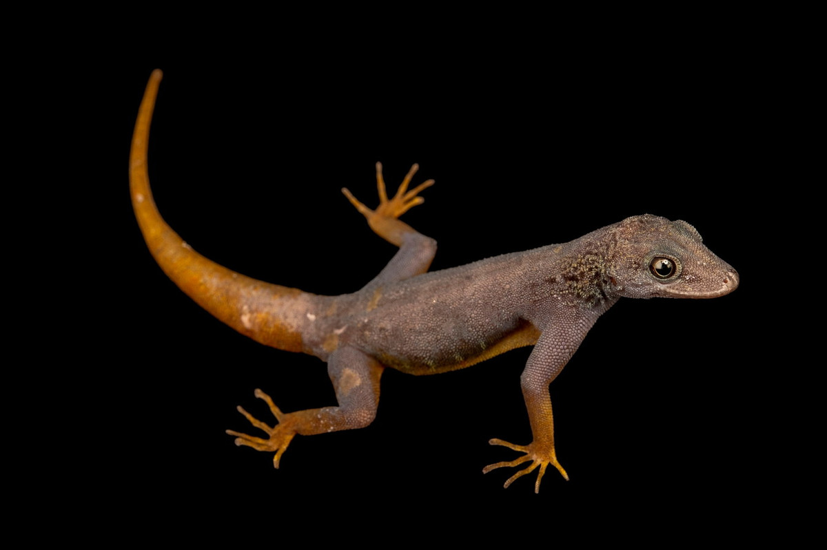 Con đực trưởng thành của loài này có SVL (chiều dài mút mõm đến lỗ huyệt) ngắn nhất đạt 75,5 mm, con cái trưởng thành có SVL ngắn nhất đạt 72,2 mm. Ảnh: Joel Sartore.