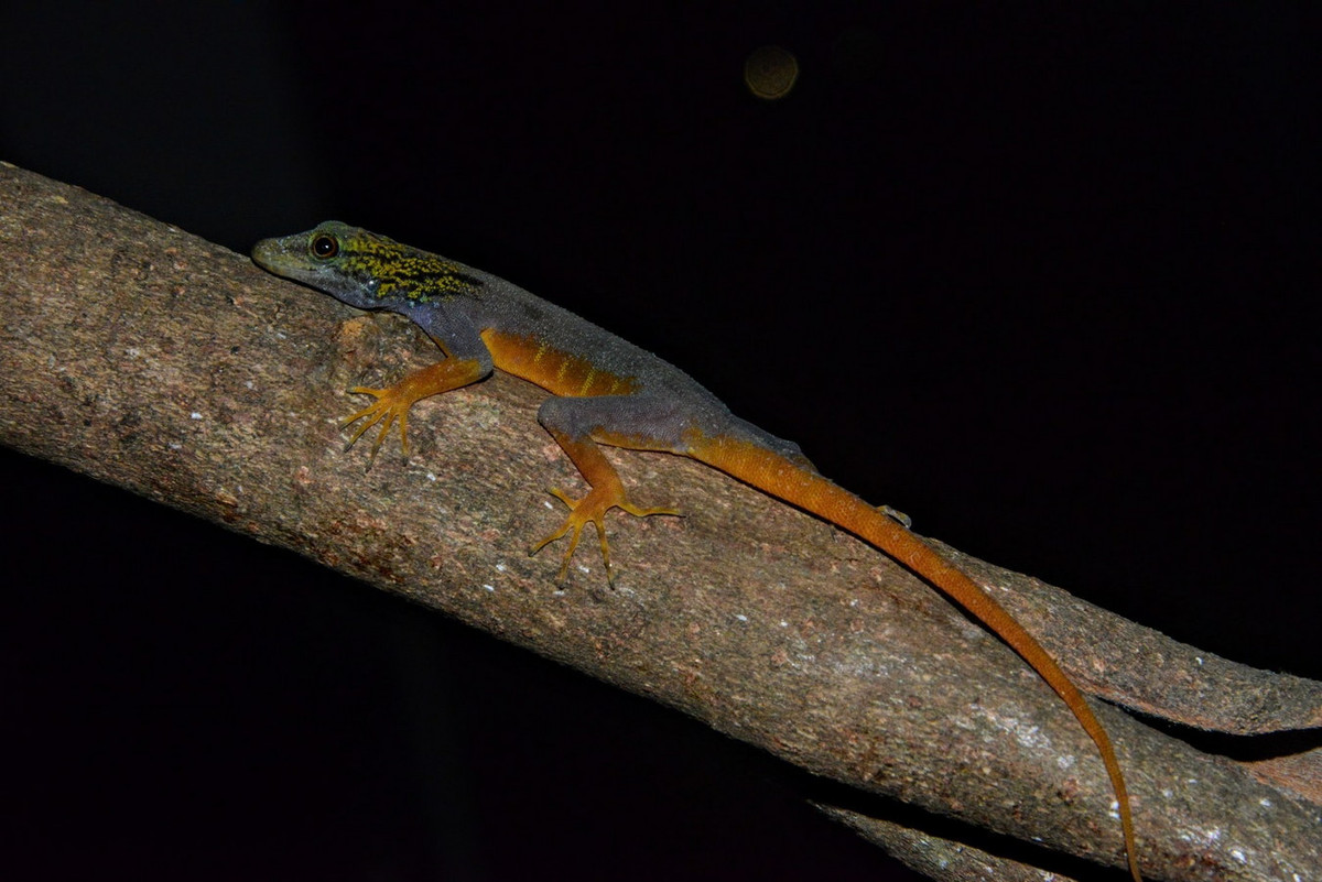 Các cuộc khảo sát cho thấy, tắc kè đuôi vàng có phạm vi phân bố rất nhỏ (chỉ có ở đảo Hòn Khoai), số lượng trưởng thành ước tính khoảng trên 500 cá thể, tương đối ổn định tính đến năm 2018. Ảnh: Petr Nečas.