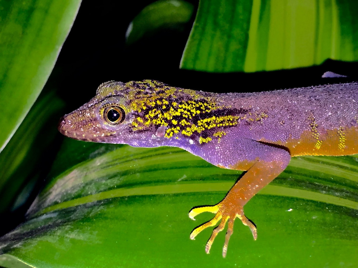 Theo bài viết, loài bò sát "hiếm nhất Trái đất" này có thể có giá lên tới 3.000 € (tương đương 80 triệu đồng theo thời giá hiện tại) cho một cặp. Tên gọi quốc tế phổ thông của chúng là tắc kè đá Psychedelic. Ảnh: Petr Nečas.