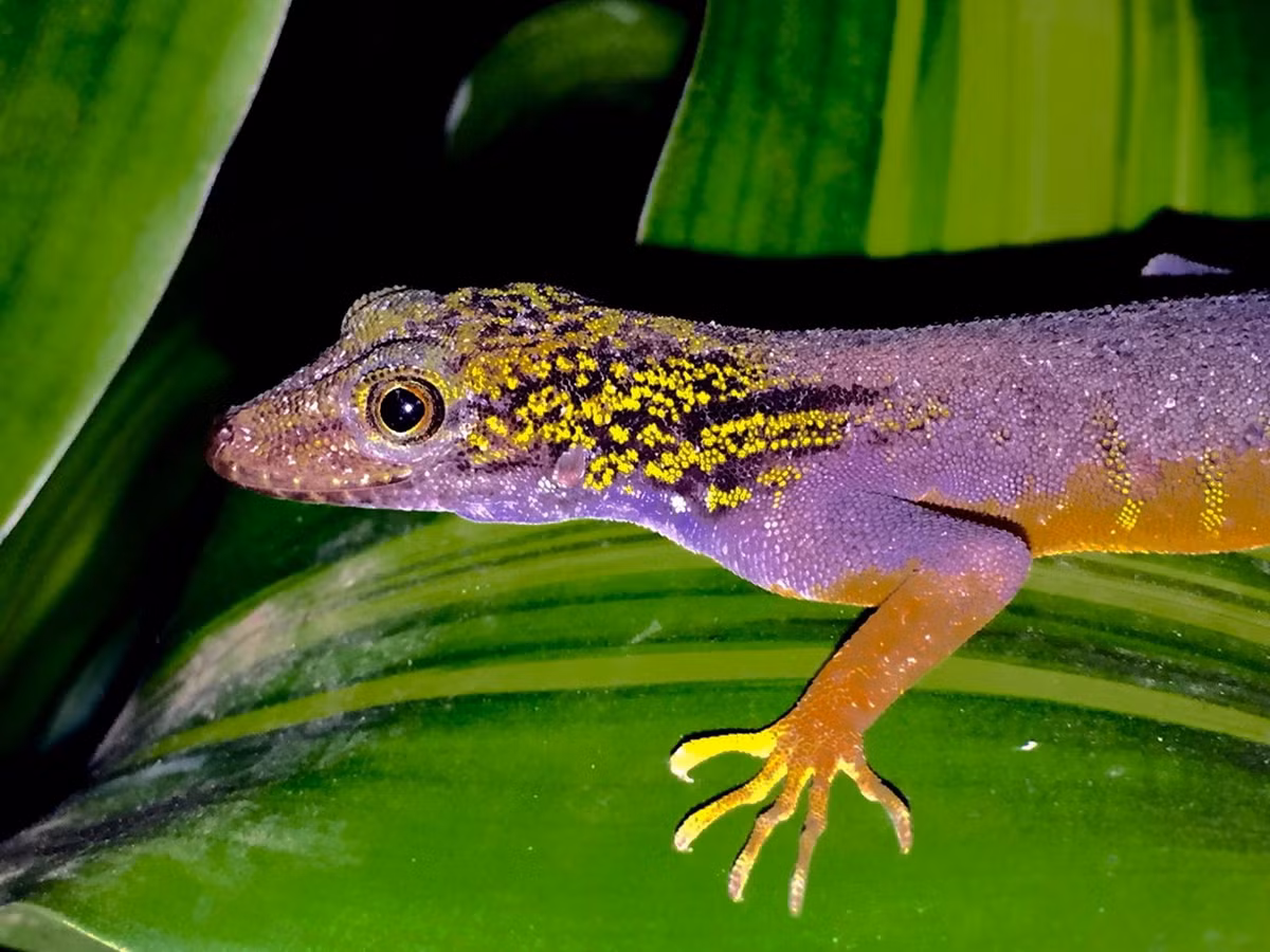 Theo bài viết, loài bò sát "hiếm nhất Trái đất" này có thể có giá lên tới 3.000 € (tương đương 80 triệu đồng theo thời giá hiện tại) cho một cặp. Tên gọi quốc tế phổ thông của chúng là tắc kè đá Psychedelic. Ảnh: Petr Nečas.