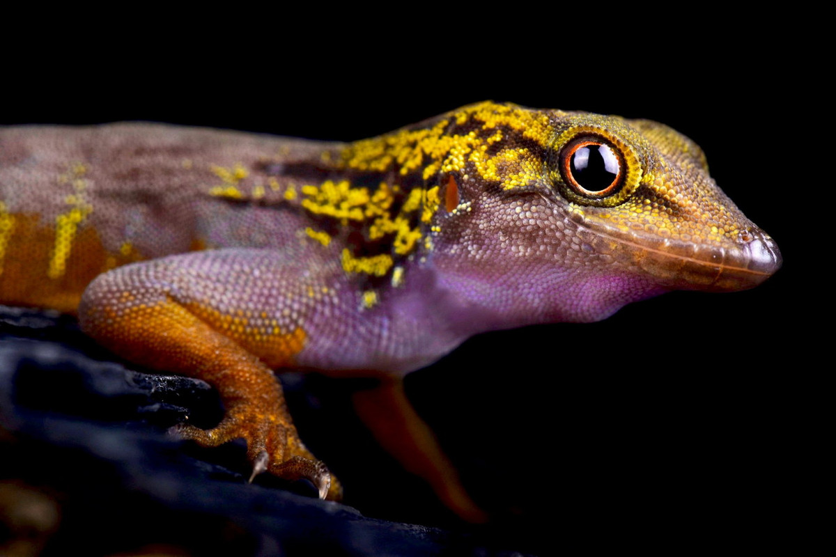 Được nhà nghiên cứu bò sát Ngô Văn Trí phát hiện ở Đảo Hòn Khoai (tỉnh Kiên Giang năm 2010), tắc kè đuôi vàng (Cnemaspis psychedelica) là một loài bò sát đặc hữu cực kỳ quý hiếm của Việt Nam. Ảnh: The Reptile Report Official