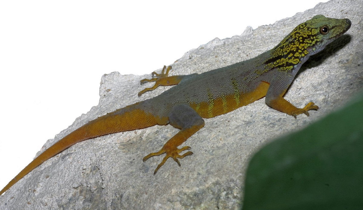 Vào năm 2021, tắc kè đuôi vàng được công nhận là loài cực kỳ nguy cấp, quý, hiếm thuộc Nhóm IB của Nghị định 84/2021/NĐ-CP của Chính phủ. Những đối tượng xâm hại loài này sẽ đối diện với nguy cơ bị truy tố hình sự. Ảnh: World Association of Zoos and Aquariums.