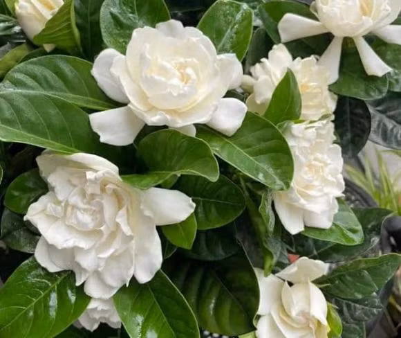 Ba loai hoa khong nen trong trong nha vi co the mang den “xui xeo”-Hinh-2