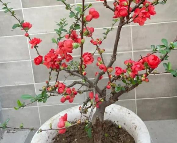 Ba loai hoa khong nen trong trong nha vi co the mang den “xui xeo”-Hinh-3