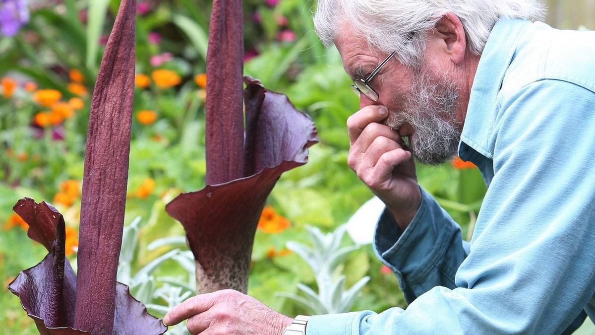 Giống như hoa xác thối, hoa khoai nưa cũng tỏa ra mùi hương thịt thối nồng nàn. Đây là cách để thu hút các loài ruồi nhặng đến thụ phấn. Ảnh: NZ Herald.