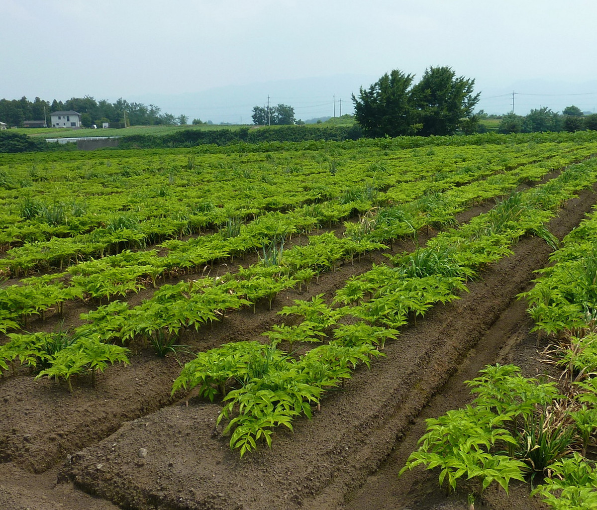 Từ một loài cây học hoang, khoai nưa đã được trồng ở nhiều nơi, nhiều nhất là ở Trung Quốc, Nhật Bản và Hàn Quốc, để thu hoạch thân củ nhiều tinh bột làm thực phẩm. Ảnh: Konjac Sponge.