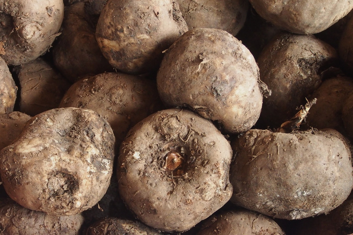 Ở Việt Nam, cây khoai nưa được trồng chủ yếu ở tỉnh An Giang. Bột thu từ củ loài cây này (người dân An Giang gọi là củ huyền) được dùng làm đồ uống, bánh và mì sợi. Ảnh: Kalys.