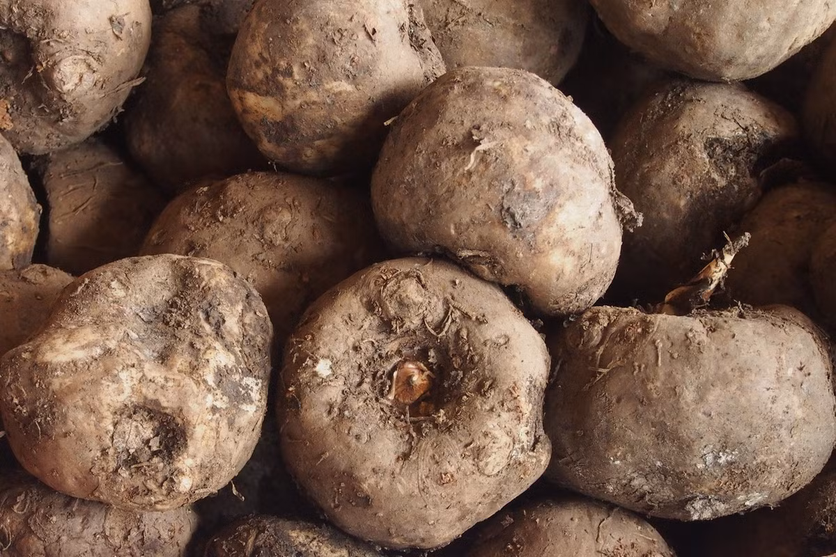 Ở Việt Nam, cây khoai nưa được trồng chủ yếu ở tỉnh An Giang. Bột thu từ củ loài cây này (người dân An Giang gọi là củ huyền) được dùng làm đồ uống, bánh và mì sợi. Ảnh: Kalys.