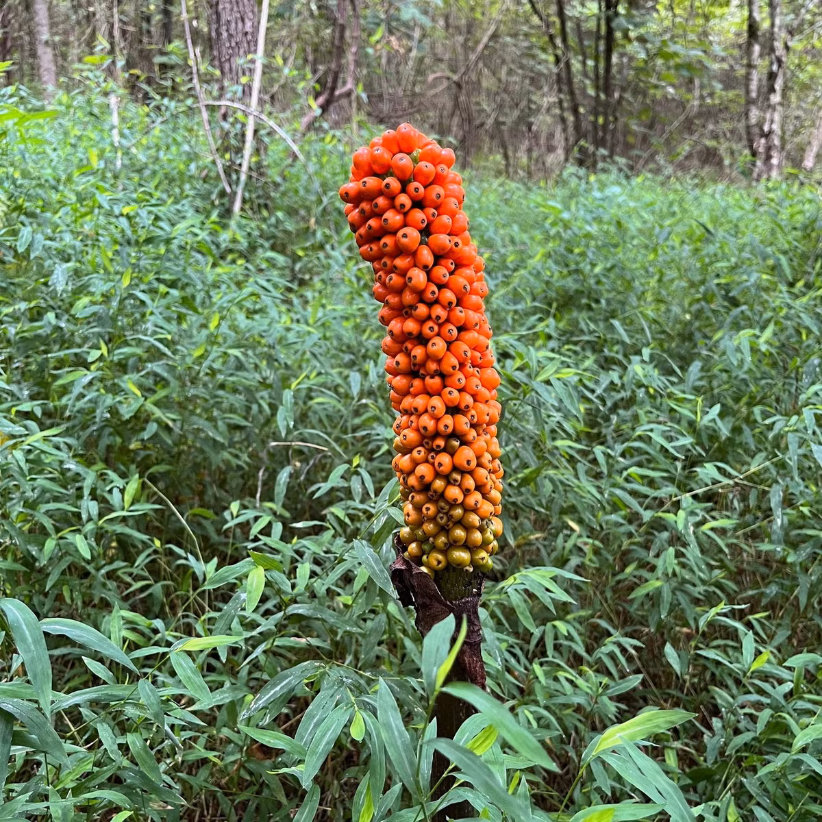 Từ đóa hoa kỳ dị, một chùm quả hình thành, chín dần từ trên xuống dưới với màu vàng đỏ bắt mắt. Ảnh: Green Canvas Farms.