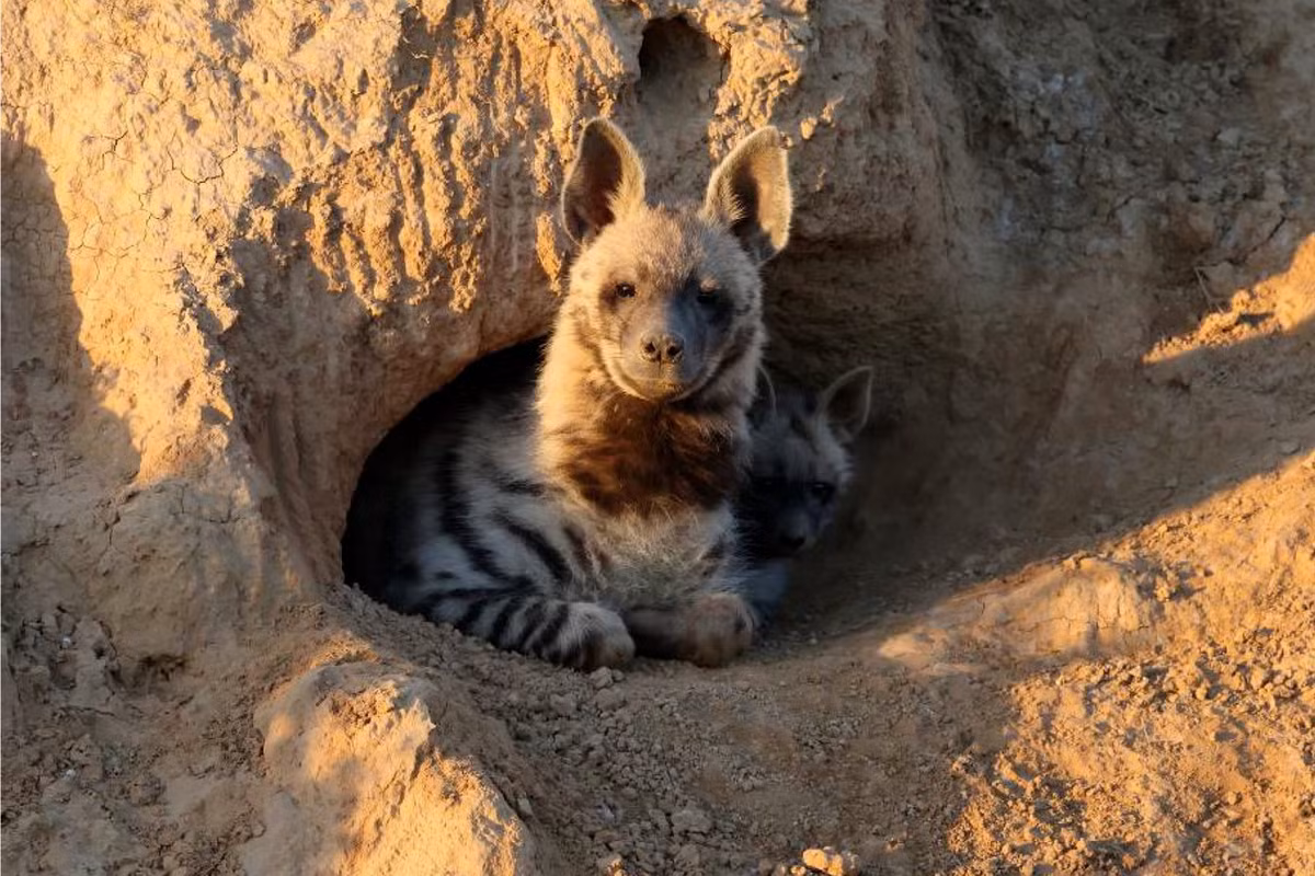 Loài này có bờm lưng đặc thù. Thức ăn của chúng đa dạng, gồm thịt thối, các con mồi nhỏ và các loại quả. Chúng có thói quen giả chết khi gặp nguy hiểm nhưng cũng vẫn sẵn sàng đối đầu với đối thủ lớn hơn khi tranh chấp thức ăn. Ảnh: RoundGlass Sustain.
