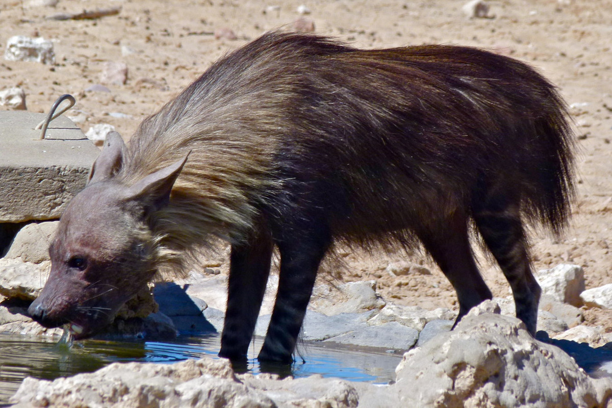 2. Linh cẩu nâu (Hyaena brunnea) dài 86-140 cm, nặng 37-44 kg, phân bố ở phía Nam châu Phi, với quần thể lớn nhất cư trú ở phía nam hoang mạc Kalahari và các khu vực ven biển Tây Nam Phi. Ảnh: Wikipedia.