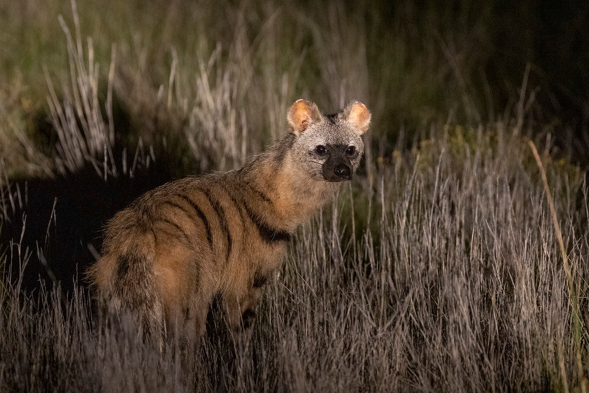 Không giống như các loài linh cẩu họ hàng, sói đất không săn động vật lớn, thậm chí không ăn thịt thối một cách thường xuyên do hàm khá yếu. Thay vào đó chúng ăn côn trùng, chủ yếu là mối. Ảnh: iNaturalist.