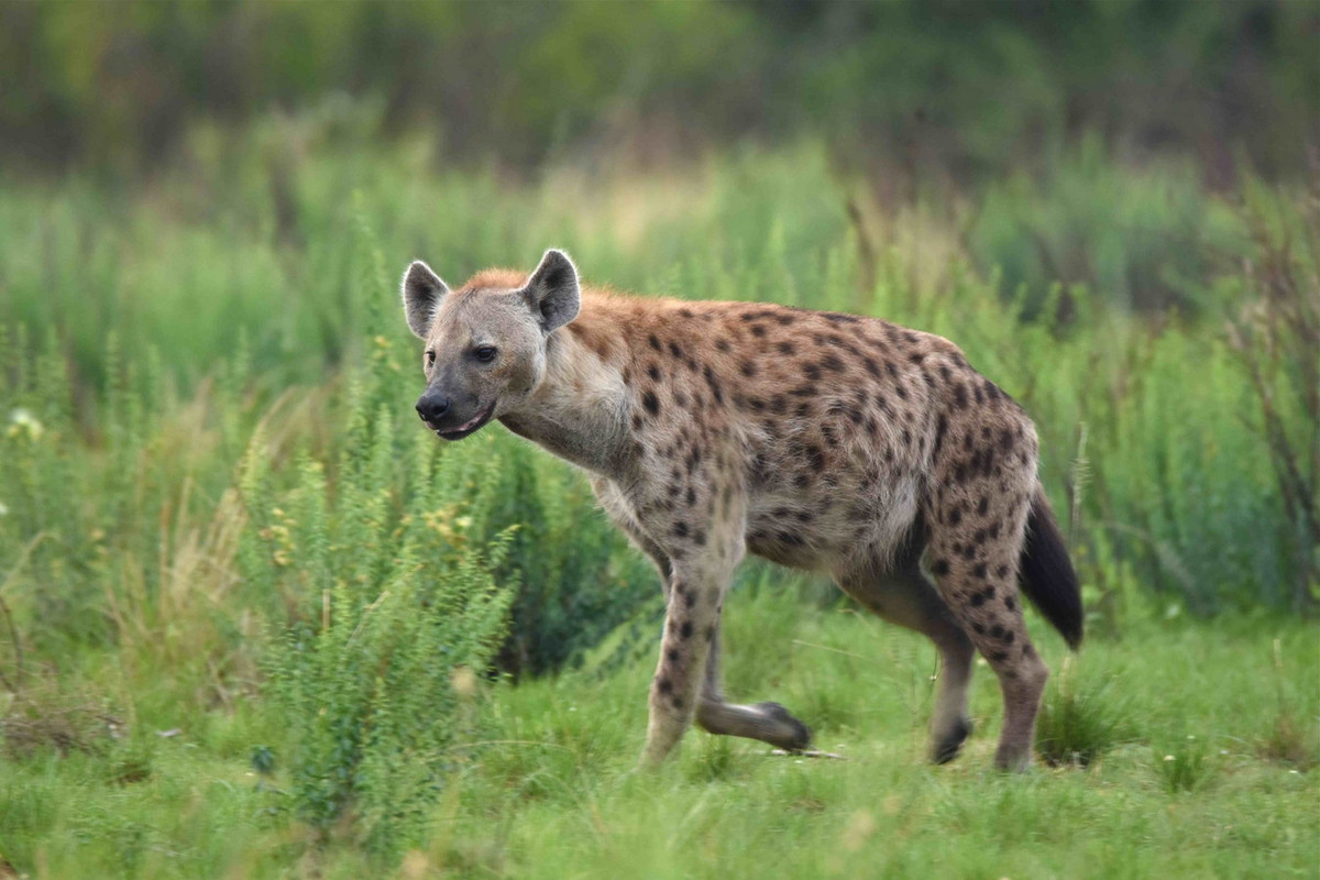 1. Linh cẩu đốm hay linh cẩu cười (Crocuta crocuta) là loài lớn nhất trong họ Linh cẩu với chiều dài cơ thể 1-1,7 mét, nặng 50-70 kg, sống ở các khu vực không có rừng thuộc châu phi Hạ Sahara. Ảnh: iNaturalist.