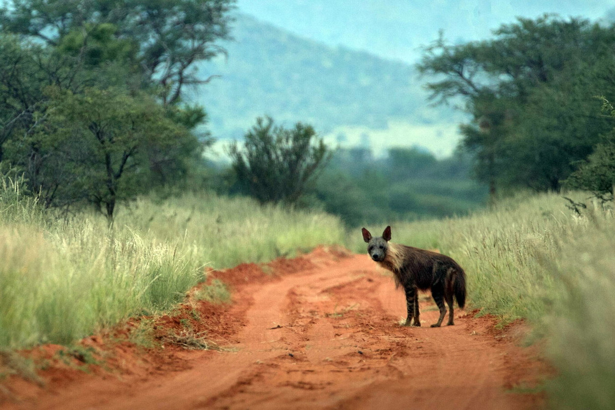 Linh cẩu nâu là loài linh cẩu hiếm nhất, số lượng toàn cầu ước tính từ 4.000 đến 10.000 cá thể. Tình trạng bảo tồn của chúng được đánh giá là Sắp bị đe dọa trong Sách Đỏ IUCN. Ảnh: Tswalu Kalahari.