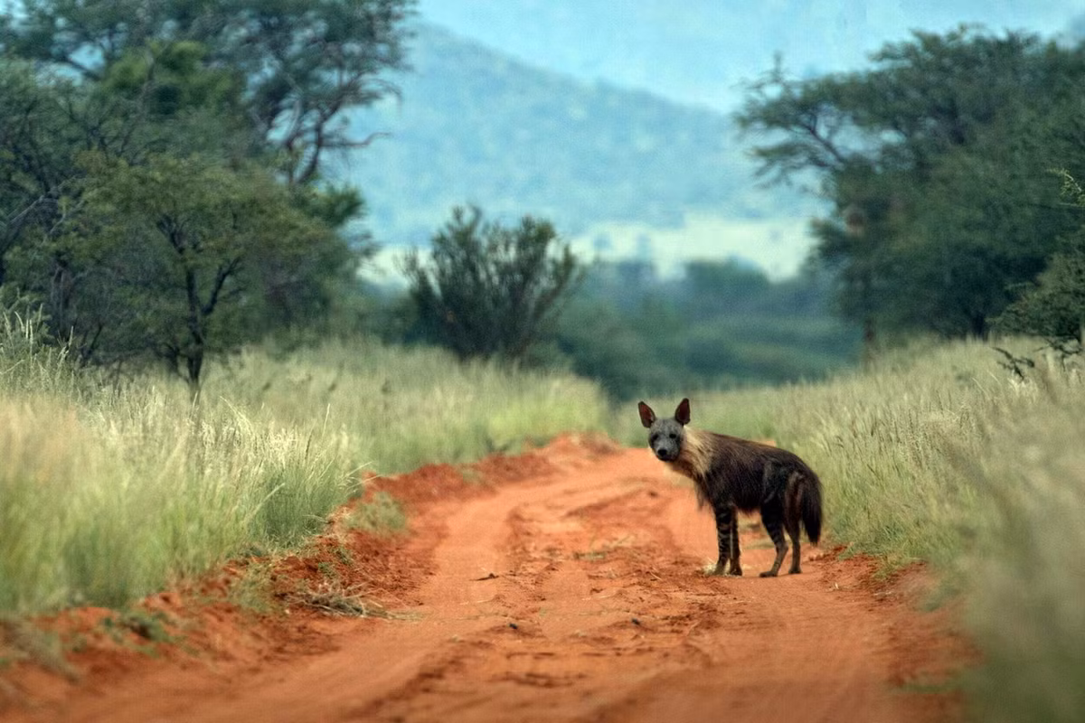 Linh cẩu nâu là loài linh cẩu hiếm nhất, số lượng toàn cầu ước tính từ 4.000 đến 10.000 cá thể. Tình trạng bảo tồn của chúng được đánh giá là Sắp bị đe dọa trong Sách Đỏ IUCN. Ảnh: Tswalu Kalahari.