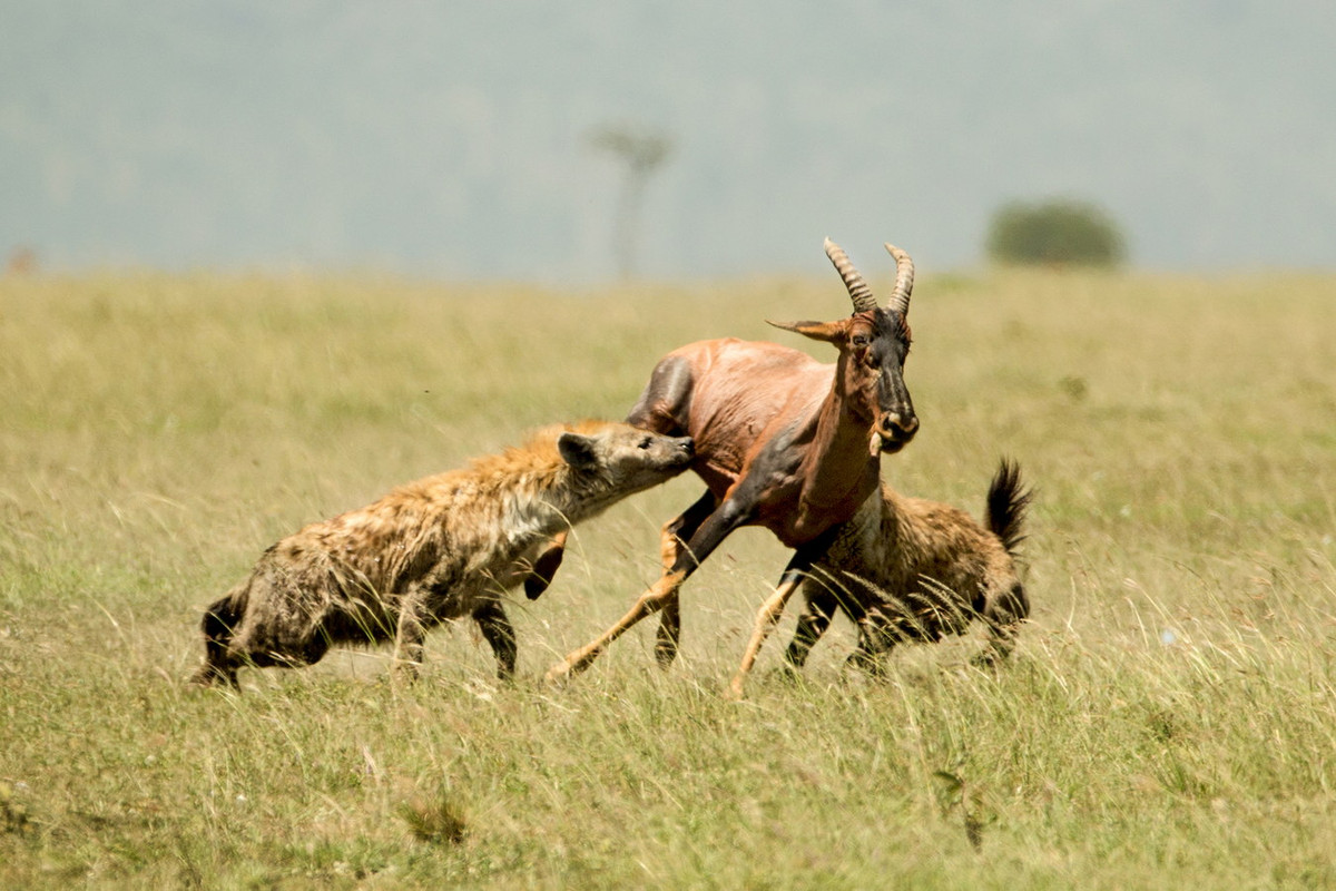 Thường bị hiểu nhầm là động vật chuyên ăn xác chết, trên thực tế linh cẩu đốm là kẻ săn mồi đầy sức mạnh. Một trong những kiểu tiếng kêu của chúng nghe tương tự như tiếng cười cuồng loạn ở con người. Ảnh: Paws Trails.