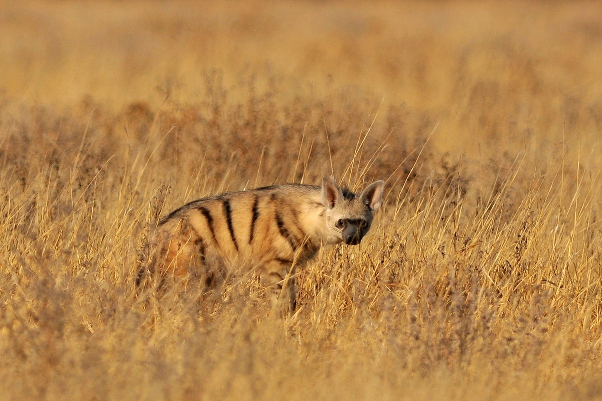 4. Sói đất (Proteles cristatus) là loài nhỏ nhất trong họ Linh cẩu với chiều dài cơ thể 55-80 cm, nặng 7-8 kg, sống ở các đồng cỏ khô nhiều mối ở Đông và Nam châu Phi. Ảnh: iNaturalist.