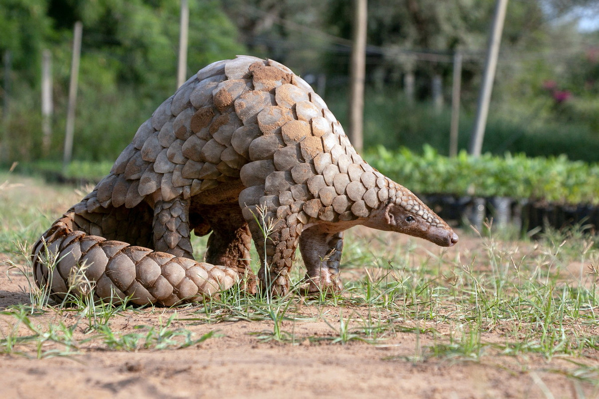 Trong thế giới động vật, tê tê là loài thú đặc biệt với toàn thân có lớp vảy cứng keratin bao bọc, tạo thành một hàng rào giúp ngăn chặn kẻ thù. Ảnh: University of Oxford.