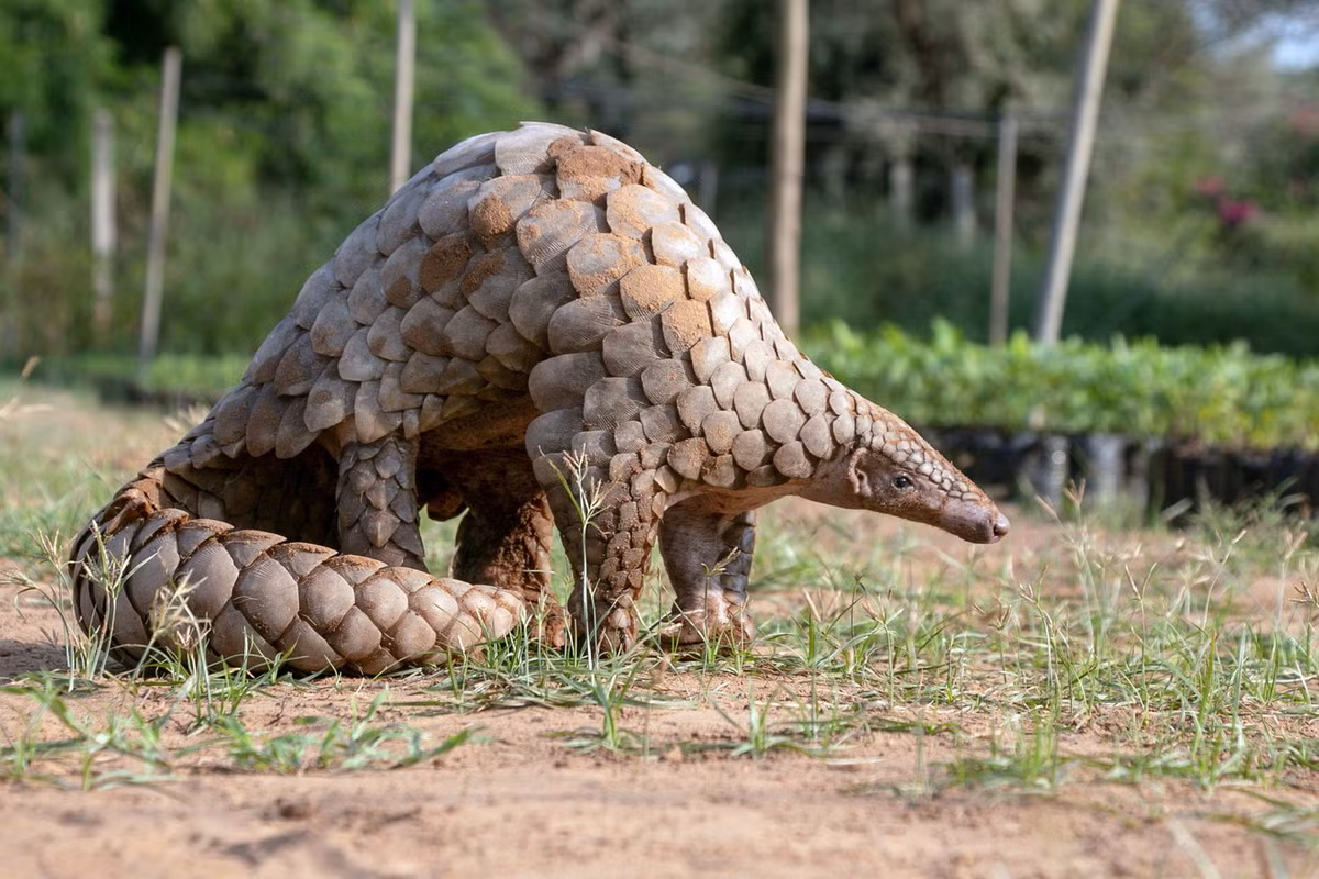 Trong thế giới động vật, tê tê là loài thú đặc biệt với toàn thân có lớp vảy cứng keratin bao bọc, tạo thành một hàng rào giúp ngăn chặn kẻ thù. Ảnh: University of Oxford.