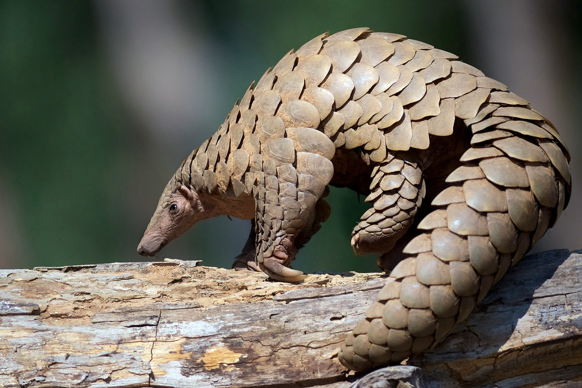 Trên toàn thế giới có tám loài tê tê khác nhau đã được ghi nhận, gồm bốn loài phân bố ở châu Phi và bốn loài phân bố ở châu Á. Trong đó Việt Nam có hai loài là tê tê Java (Manis javanica) và tê tê vàng (Manis pentadactyla). Ảnh: Born Free Foundation.