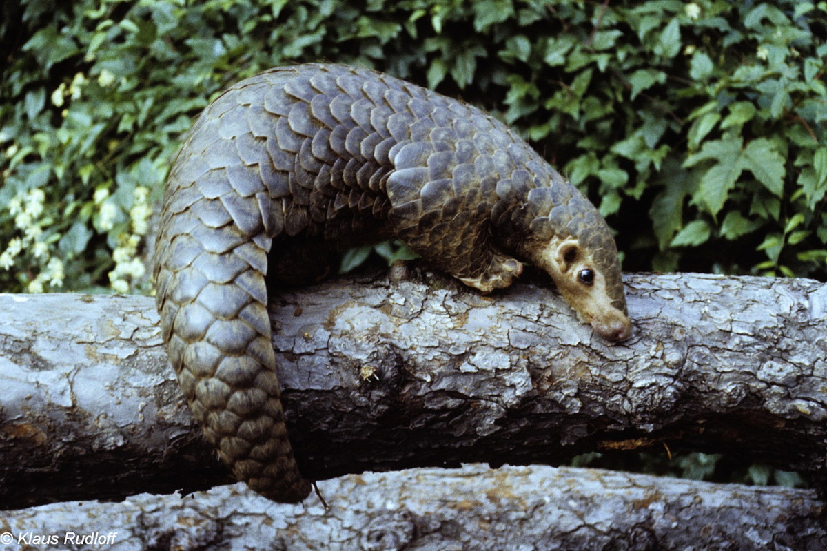 Tê tê vàng có kích cỡ nhỏ hơn tê tê Java với thân dài 0,2-0,5 mét, nặng 7kg. Vảy loài tê tê này có màu vàng sẫm, vàng, hoặc vàng nhạt. Ảnh: BioLib.