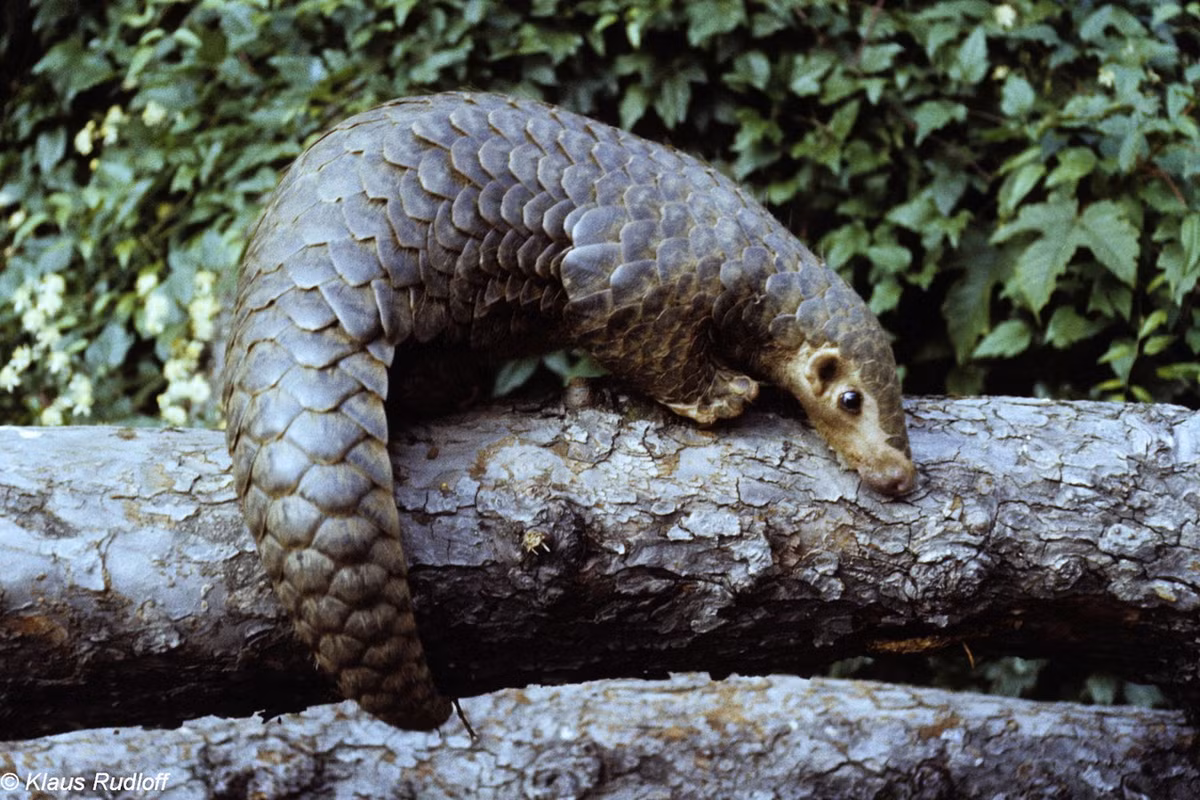 Tê tê vàng có kích cỡ nhỏ hơn tê tê Java với thân dài 0,2-0,5 mét, nặng 7kg. Vảy loài tê tê này có màu vàng sẫm, vàng, hoặc vàng nhạt. Ảnh: BioLib.