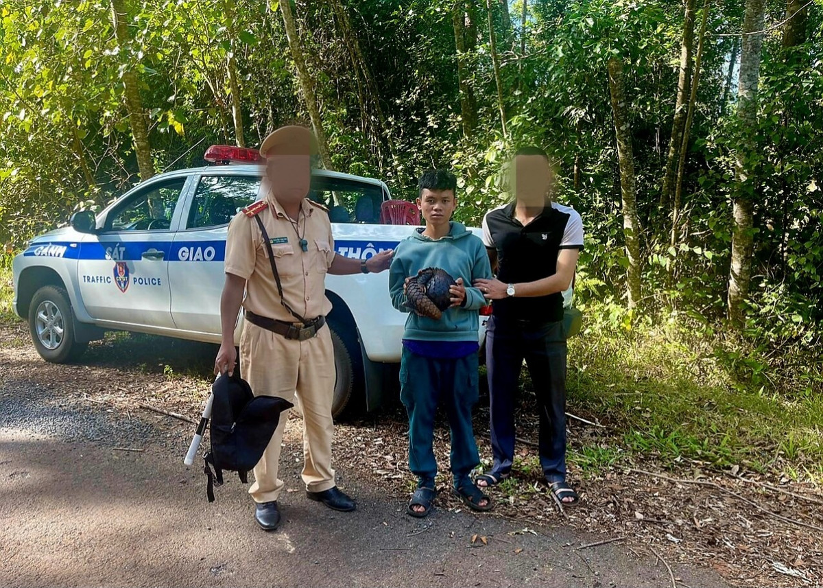 Vào năm 2000, cả hai loài tê tê đã được đưa vào Sách Đỏ Việt Nam. Việc săn bắt và buôn bán tê tê bị pháp luật Việt Nam nghiêm cấm. Hàng chục đối tượng xâm hại loài vật này đã bị khởi tố trong những năm gần đây. Ảnh: Dân Việt.