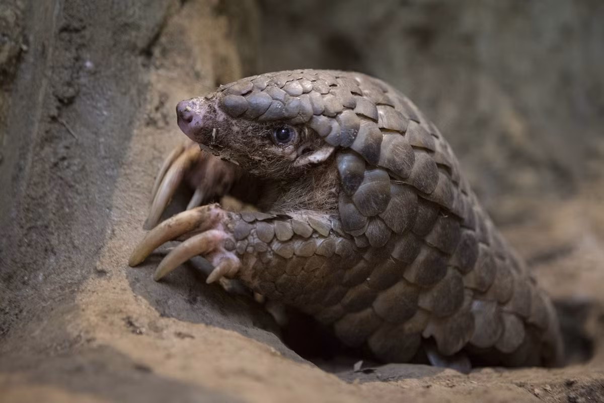 Chúng có 15 hàng vảy thân xếp theo chiều dọc, 11-13 hàng xếp theo chiều ngang; đuôi có 14-17 hàng vảy xếp theo chiều dọc, 8 hàng xếp theo chiều ngang. Bàn chân trước 5 ngón, 3 ngón giữa có móng vuốt dài và cong. Móng chân trước dài gấp 1,5 lần móng chân sau. Ảnh: National Geographic.