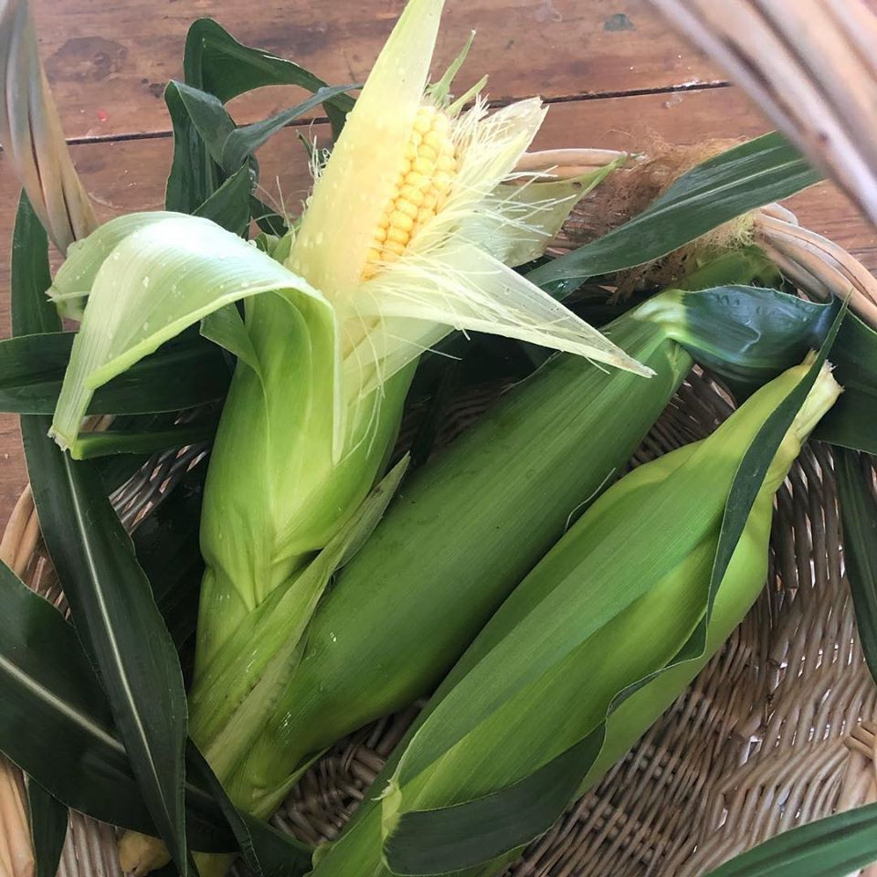 Gia đình 7 người trồng rau quả, nuôi gà sạch, sống yên bình ở ngoại ô - Hình 12 Gia dinh 7 nguoi trong rau qua, nuoi ga sach, song yen binh o ngoai o-Hinh-12