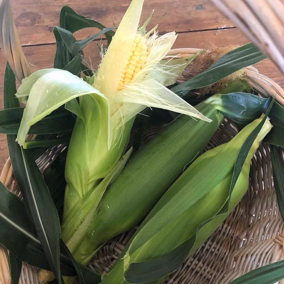 Gia dinh 7 nguoi trong rau qua, nuoi ga sach, song yen binh o ngoai o-Hinh-12