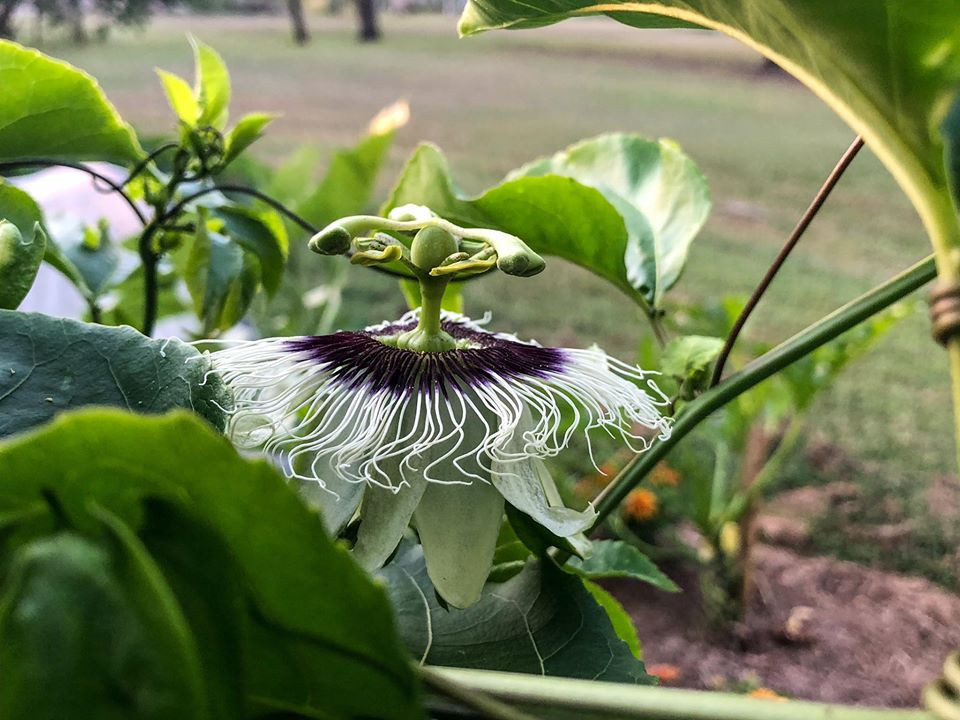 Gia đình 7 người trồng rau quả, nuôi gà sạch, sống yên bình ở ngoại ô - Hình 26 Gia dinh 7 nguoi trong rau qua, nuoi ga sach, song yen binh o ngoai o-Hinh-26