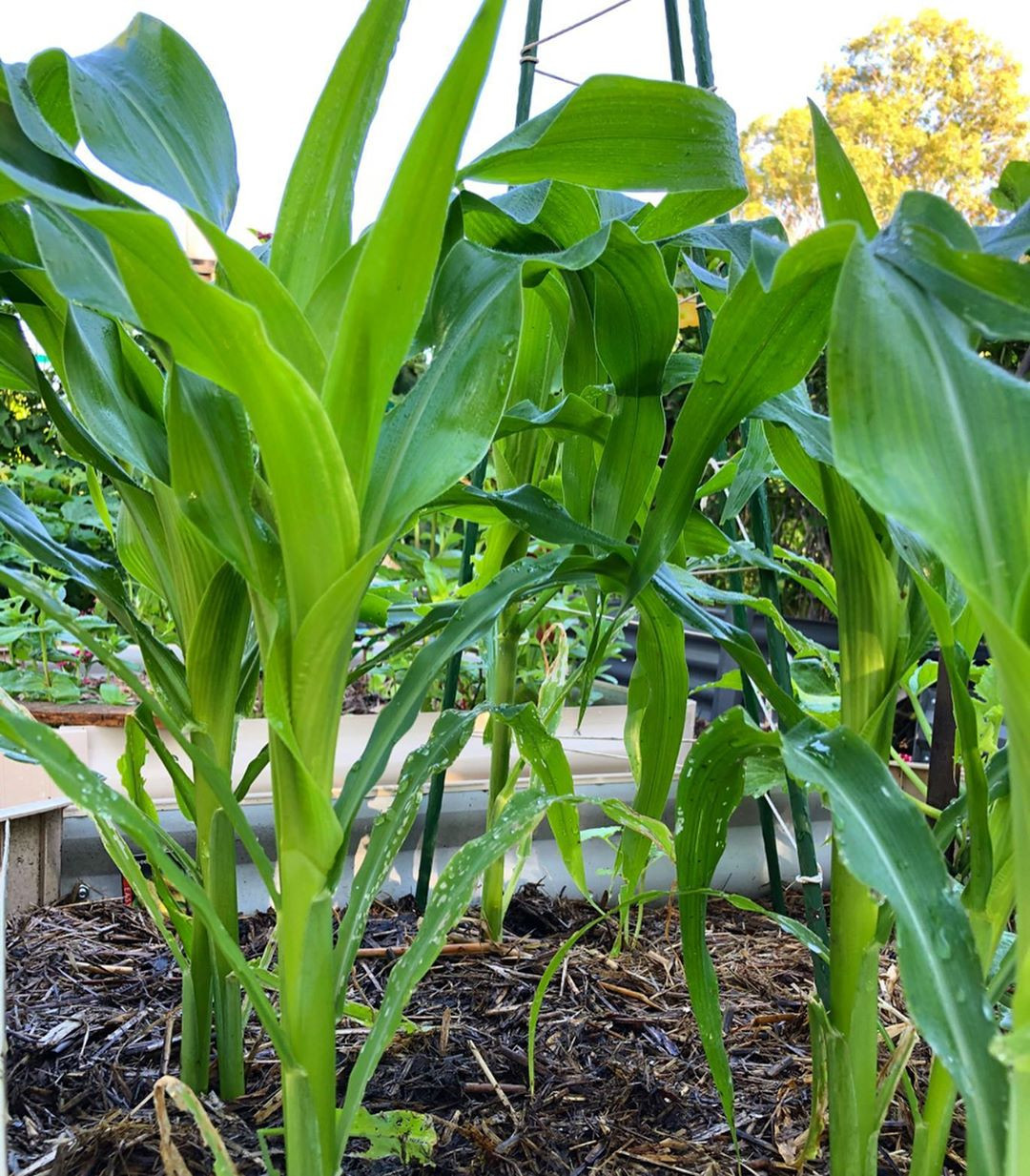 Gia đình 7 người trồng rau quả, nuôi gà sạch, sống yên bình ở ngoại ô - Hình 5 Gia dinh 7 nguoi trong rau qua, nuoi ga sach, song yen binh o ngoai o-Hinh-5