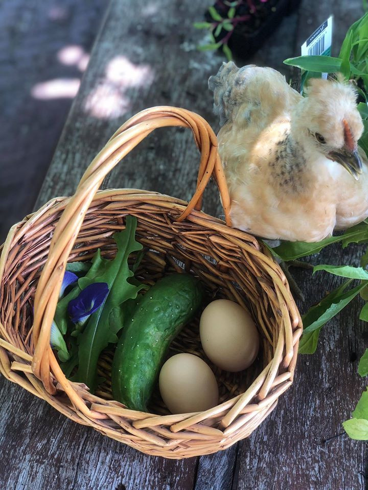 Gia đình 7 người trồng rau quả, nuôi gà sạch, sống yên bình ở ngoại ô - Hình 15 Gia dinh 7 nguoi trong rau qua, nuoi ga sach, song yen binh o ngoai o-Hinh-15