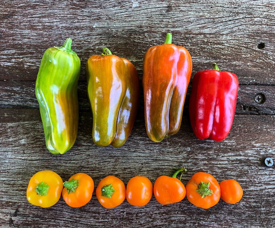 Gia đình 7 người trồng rau quả, nuôi gà sạch, sống yên bình ở ngoại ô - Hình 18 Gia dinh 7 nguoi trong rau qua, nuoi ga sach, song yen binh o ngoai o-Hinh-18