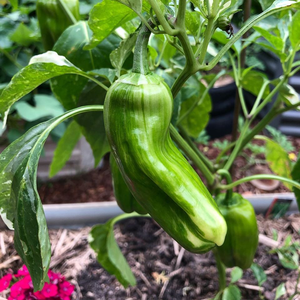 Gia đình 7 người trồng rau quả, nuôi gà sạch, sống yên bình ở ngoại ô - Hình 22 Gia dinh 7 nguoi trong rau qua, nuoi ga sach, song yen binh o ngoai o-Hinh-22