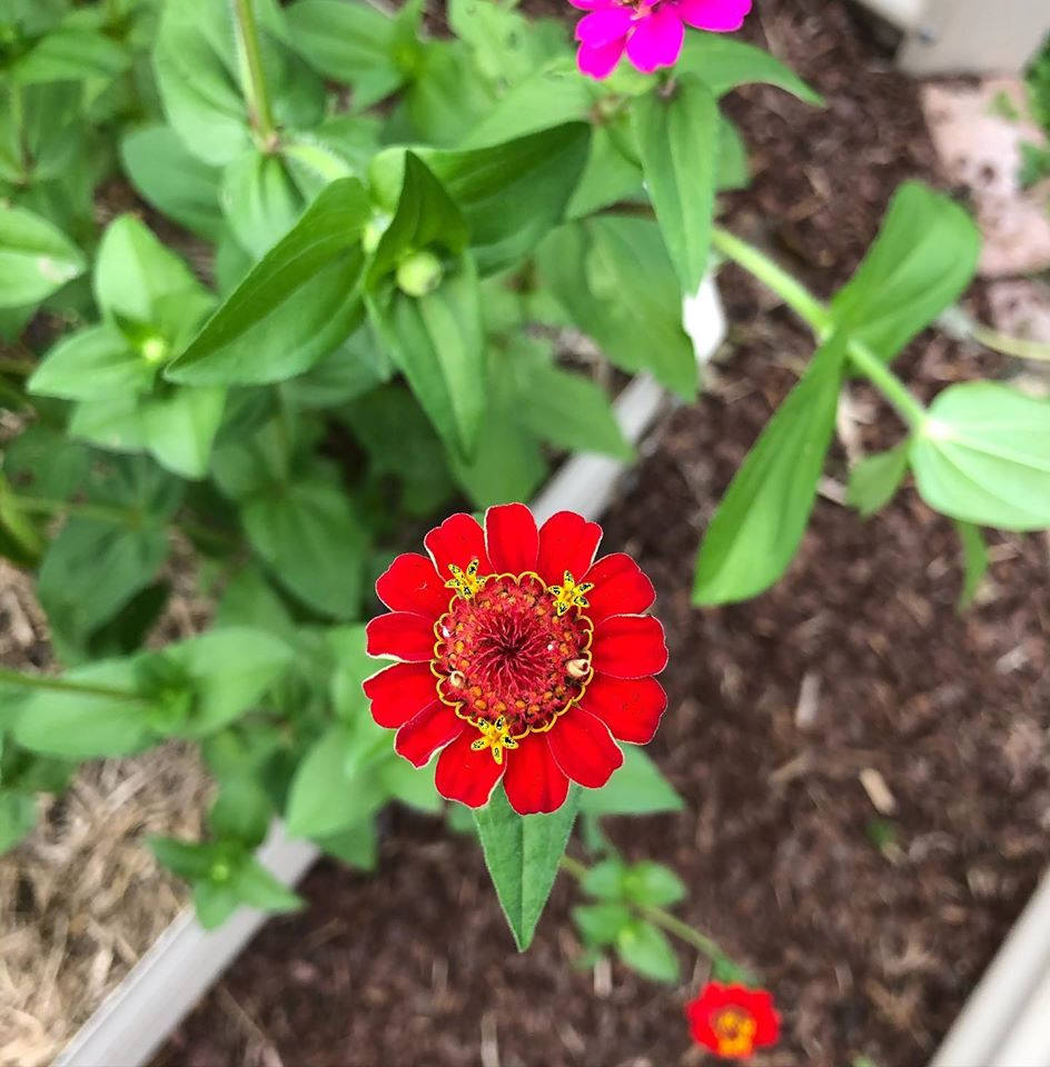 Gia đình 7 người trồng rau quả, nuôi gà sạch, sống yên bình ở ngoại ô - Hình 24 Gia dinh 7 nguoi trong rau qua, nuoi ga sach, song yen binh o ngoai o-Hinh-24