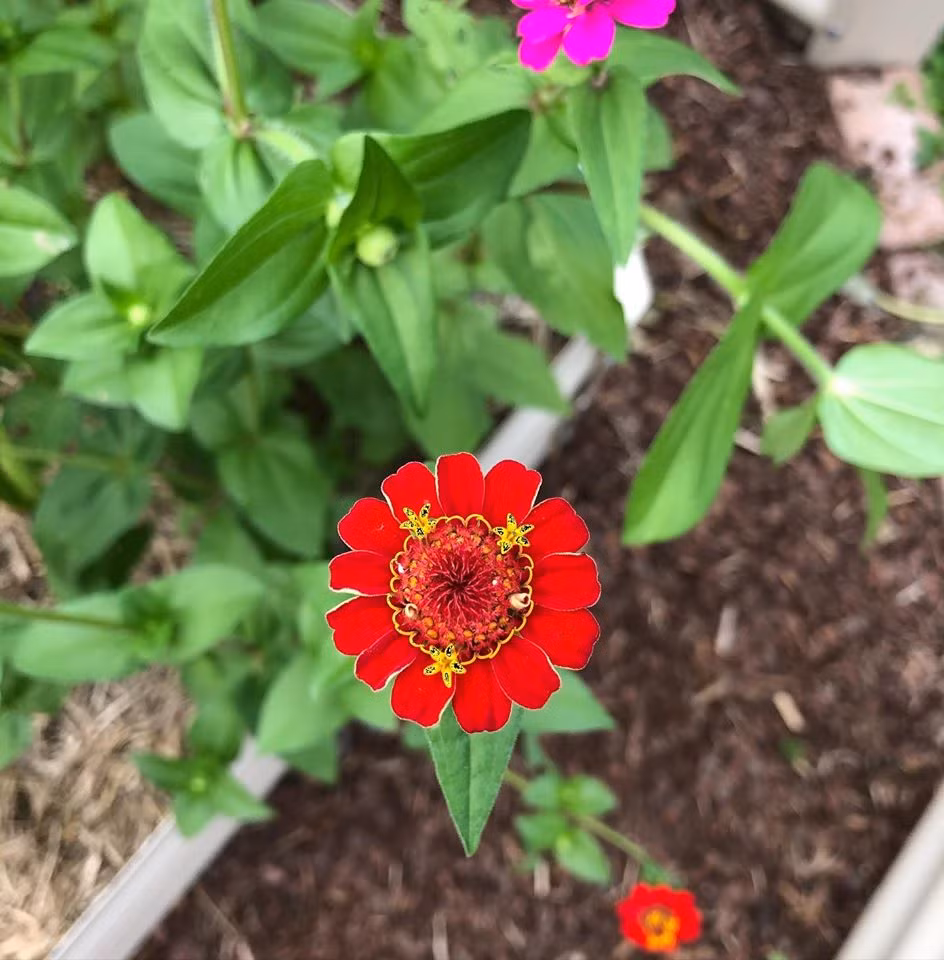 Gia dinh 7 nguoi trong rau qua, nuoi ga sach, song yen binh o ngoai o-Hinh-24