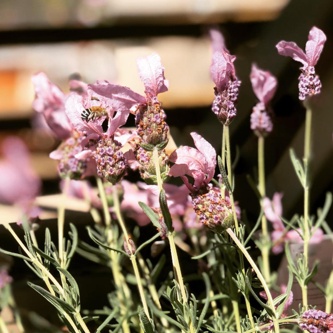 Gia đình 7 người trồng rau quả, nuôi gà sạch, sống yên bình ở ngoại ô - Hình 4 Gia dinh 7 nguoi trong rau qua, nuoi ga sach, song yen binh o ngoai o-Hinh-4