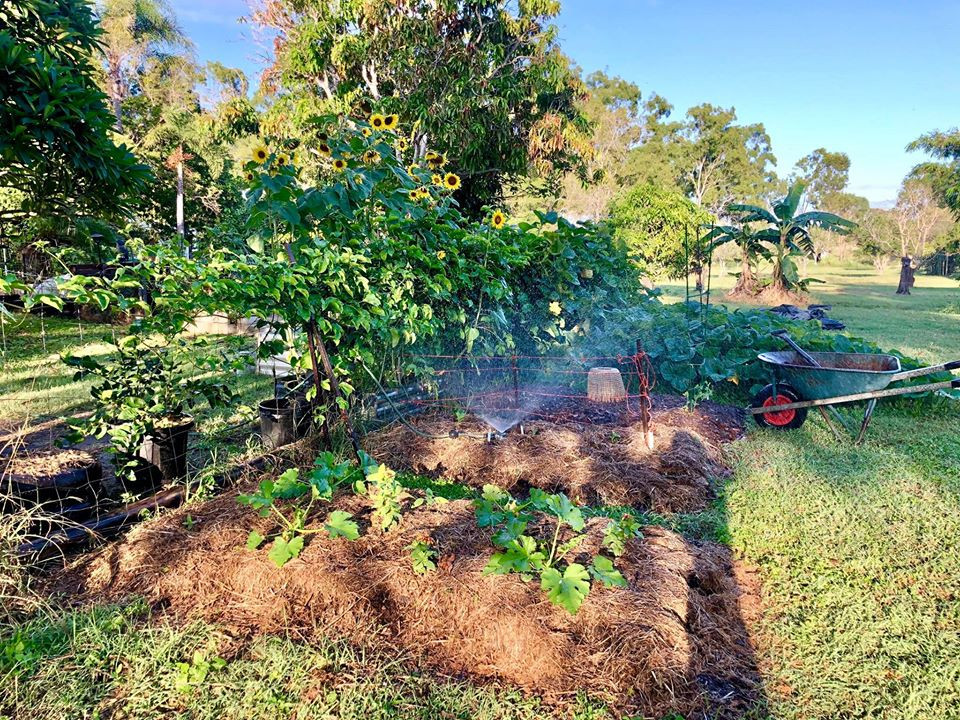 Gia đình 7 người trồng rau quả, nuôi gà sạch, sống yên bình ở ngoại ô - Hình 23 Gia dinh 7 nguoi trong rau qua, nuoi ga sach, song yen binh o ngoai o-Hinh-23